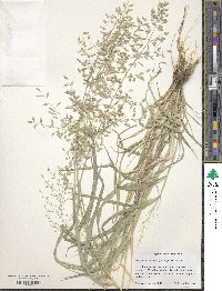 Image of Eragrostis cilianensis