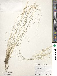 Eragrostis bicolor image