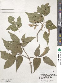 Fraxinus chinensis image