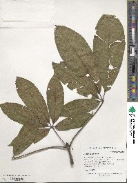 Aesculus chinensis image