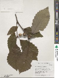 Quercus aliena image