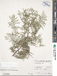 Platycladus orientalis image