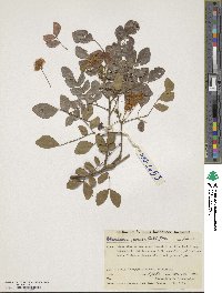 Jupunba trapezifolia image