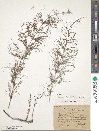 Equisetum sylvaticum image