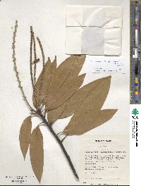 Lithocarpus henryi image