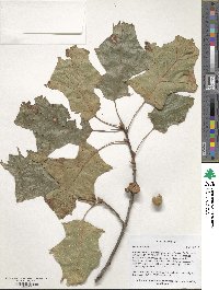 Quercus velutina image