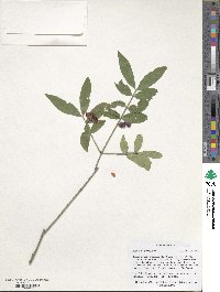 Euonymus americanus image