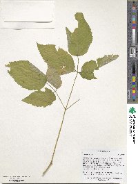 Aruncus dioicus image