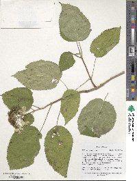 Hydrangea arborescens image