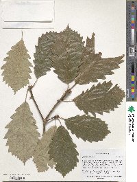 Quercus michauxii image