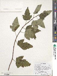 Physocarpus opulifolius image