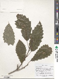 Quercus muehlenbergii image