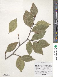 Fagus grandifolia image