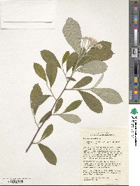 Aronia arbutifolia image