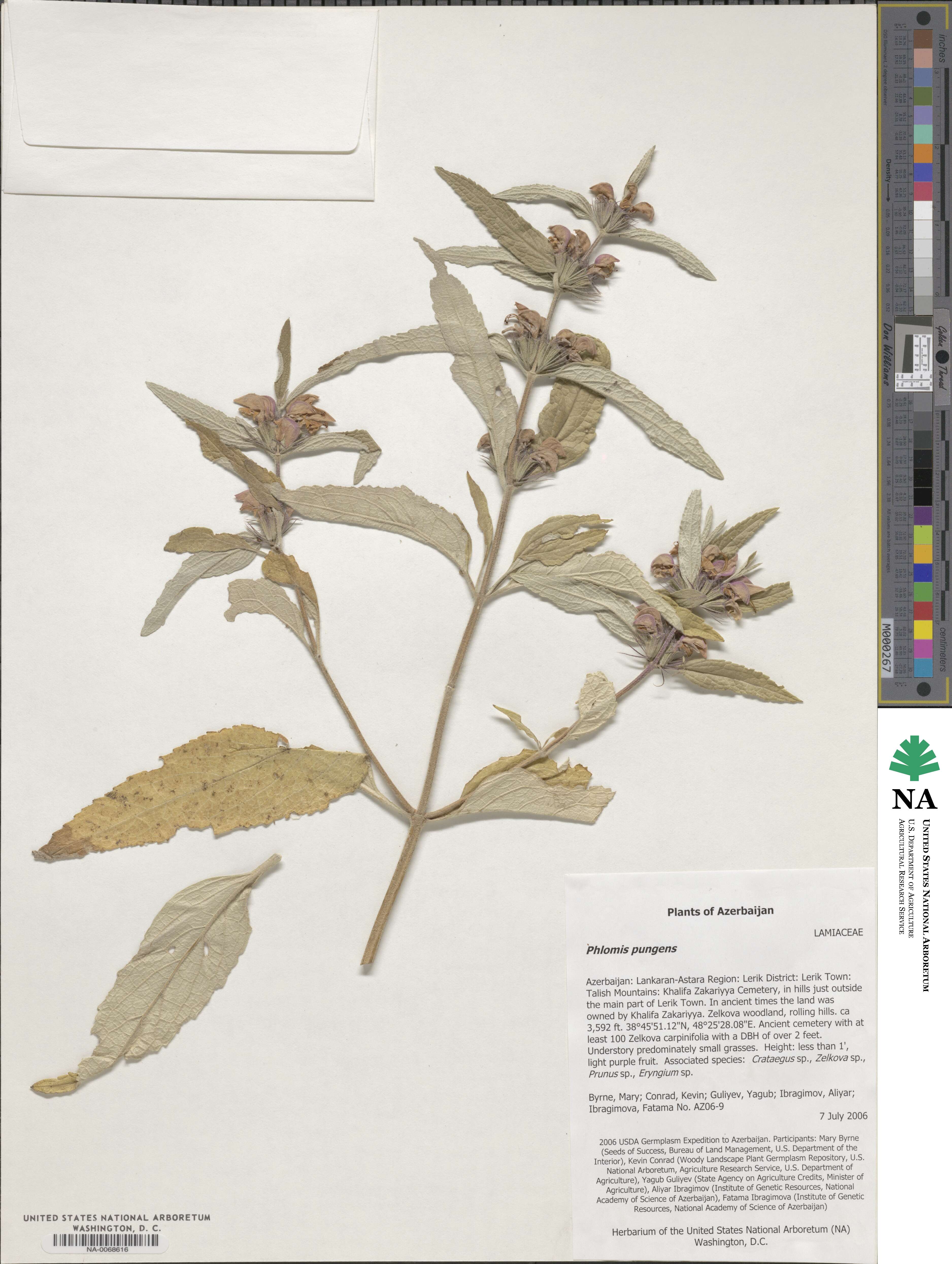 Phlomis herba-venti subsp. pungens image