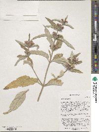 Phlomis herba-venti subsp. pungens image