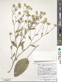 Tanacetum balsamita image