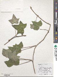 Hedera helix image