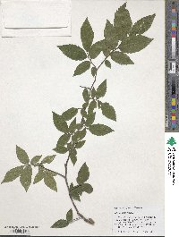 Ulmus alata image