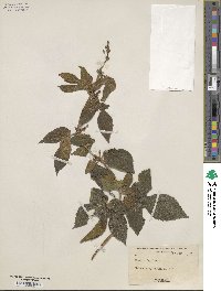 Humulus lupulus image