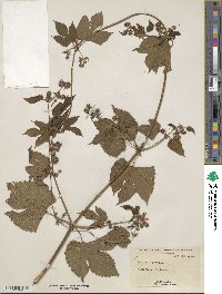 Humulus lupulus image