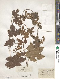 Humulus lupulus image