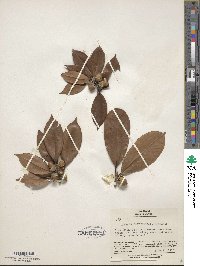 Quercus sessilifolia image