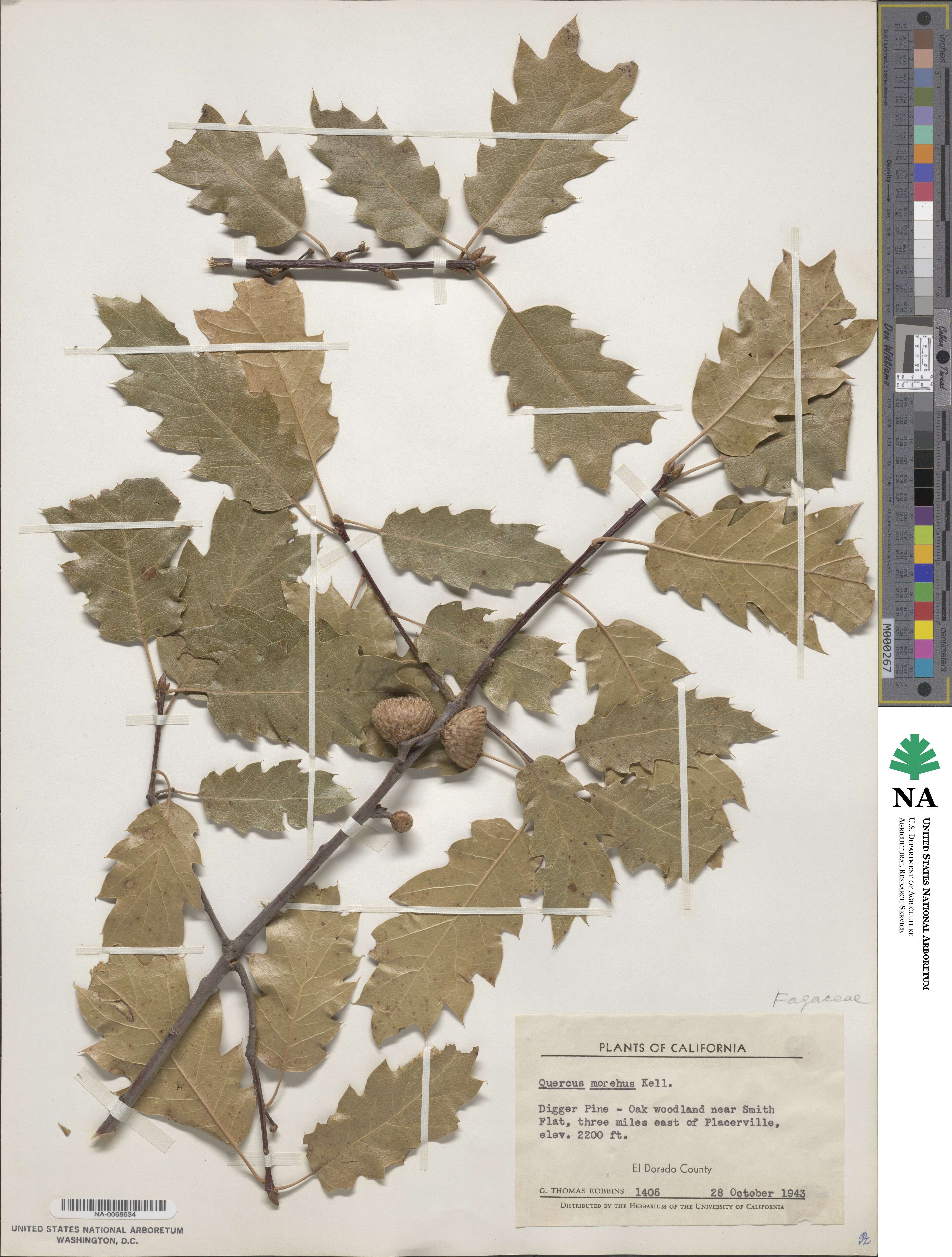 Quercus × morehus image