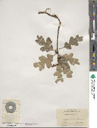 Quercus lobata image