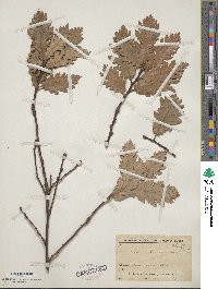 Quercus lanuginosa image