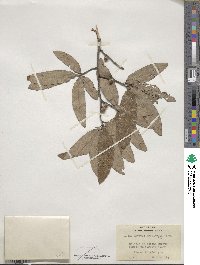 Image of Quercus brevifolia