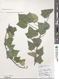 Hedera helix image