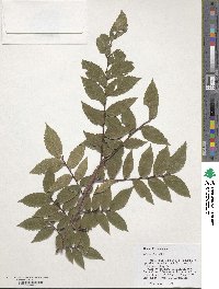 Ulmus alata image