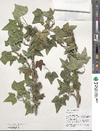 Hedera helix image