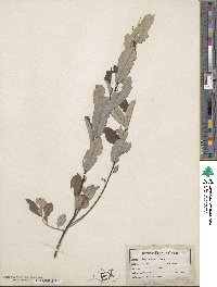 Salix humilis image