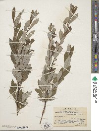 Salix humilis image