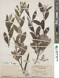 Salix humilis image