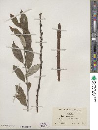 Salix humilis image