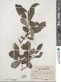 Salix humilis image