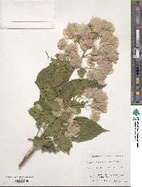 Image of Bougainvillea stipitata