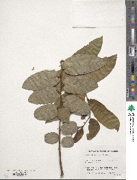 Phyllanthus grandifolius image