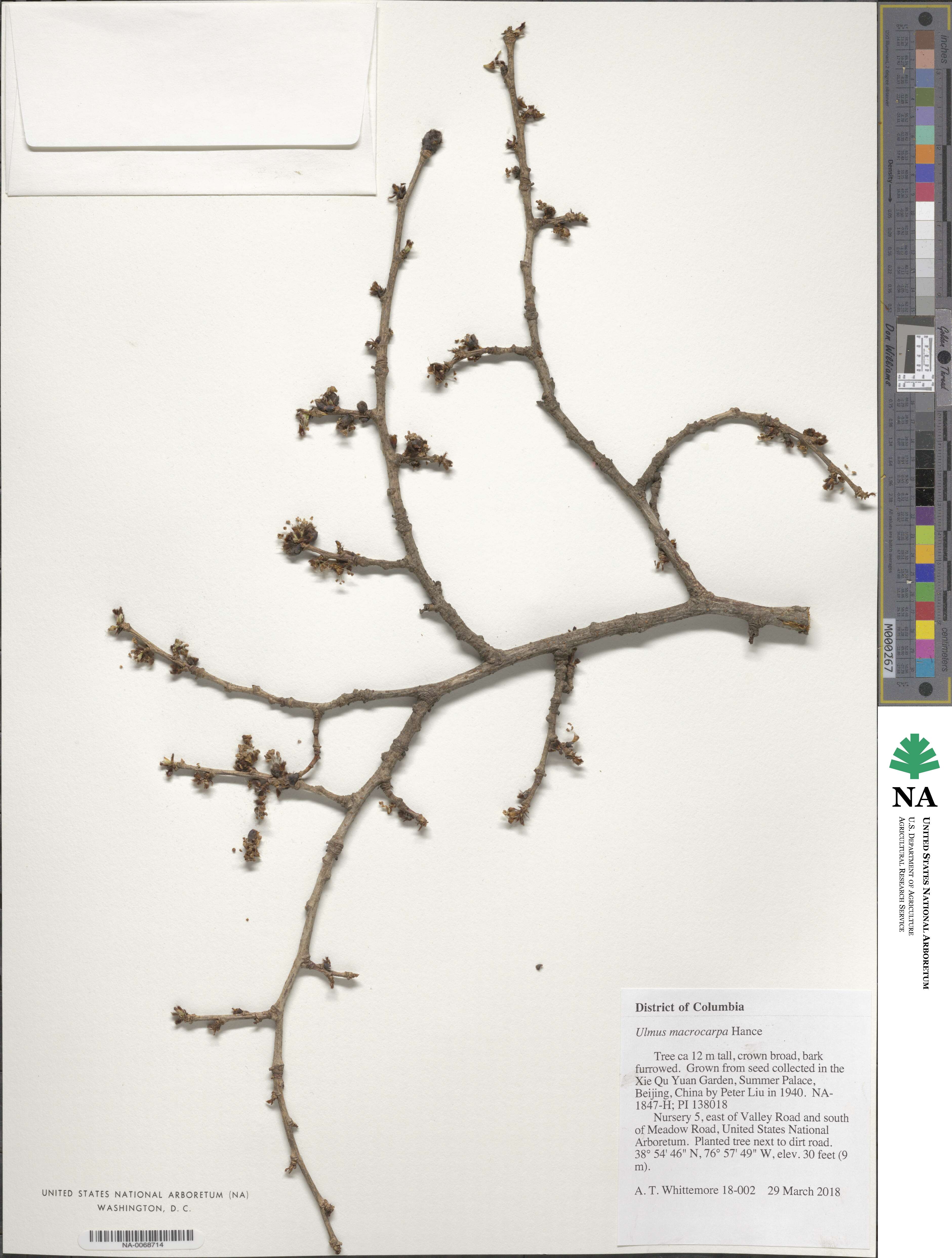 Ulmus macrocarpa image