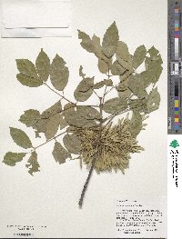 Fraxinus albicans image