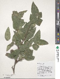 Celtis reticulata image