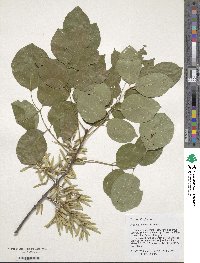 Fraxinus albicans image