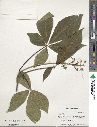 Carya ovata image