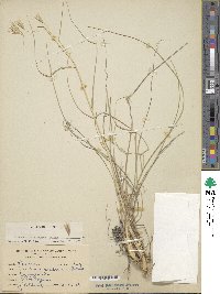 Danthonia californica image