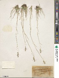 Danthonia californica image