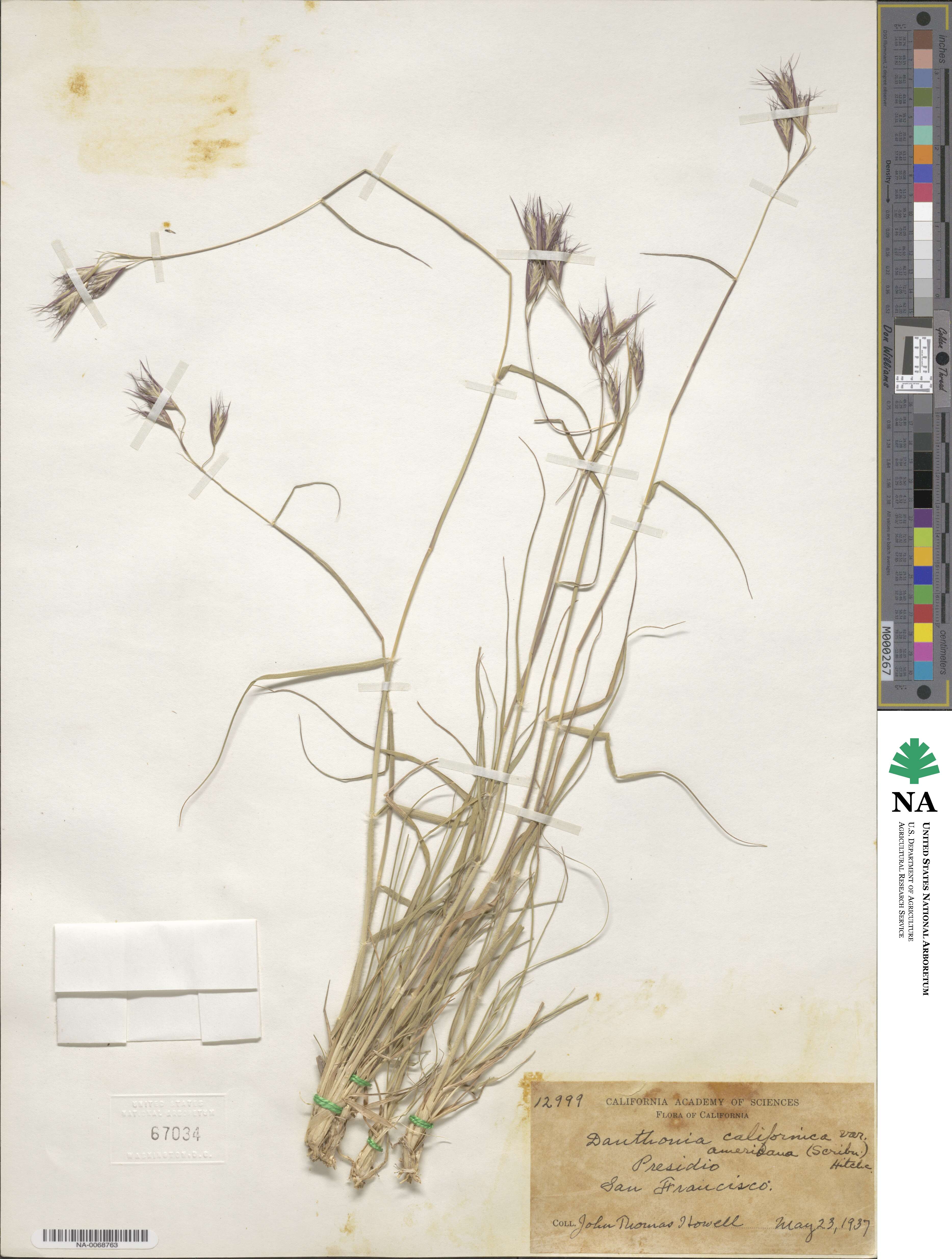Danthonia californica image