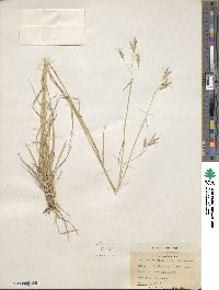 Danthonia californica image